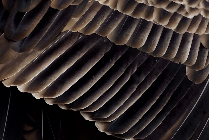 Turkey Vulture Wing