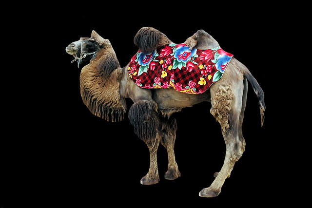 China - Xinjiang - Turpan - Camel - 38d