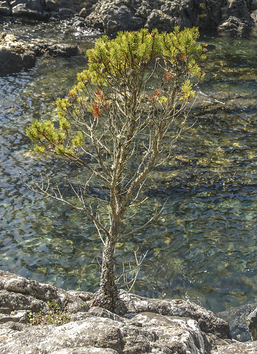 eastsookepark vancouverisland britishcolumbia canada bc tree