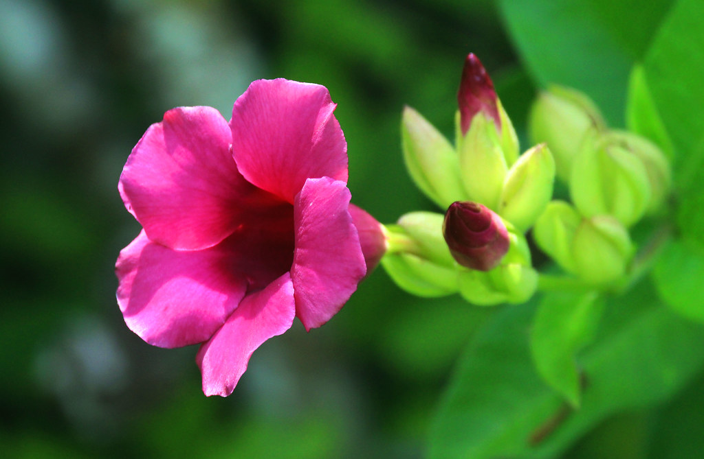 Alamanda-roxa ( Allamanda blanchetti), Vale da Neblina-PB,… | Flickr