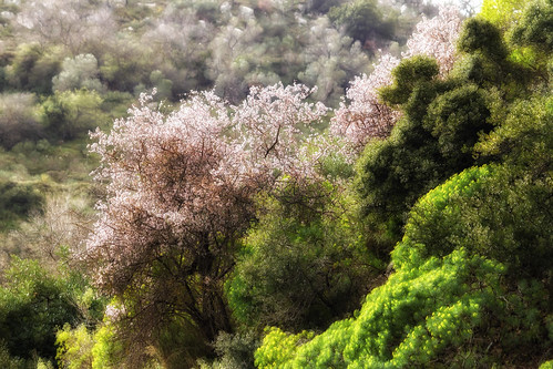 trees spring nature rethymno crete άνοιξη δέντρα φύση ρέθυμνο κρήτη