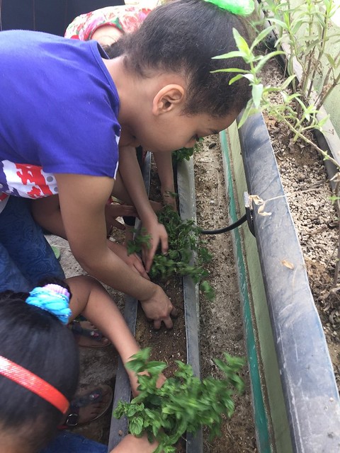 Children planting herbs