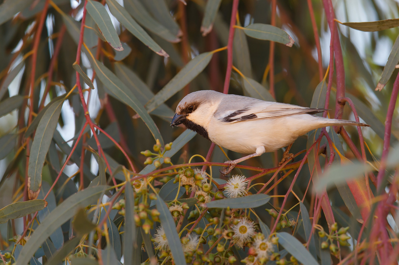 Passer simplex | Desert Sparrow | ökensparv