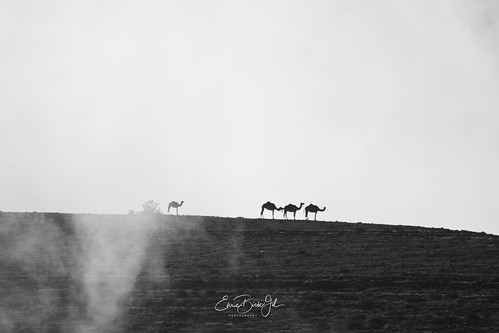 ngc 400100mm oman nature landscape dromedary bw wildlife canon travel eos80d clouds