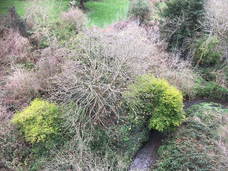 Coombe Brook from the Royate Hill Nature Reserve viaduct