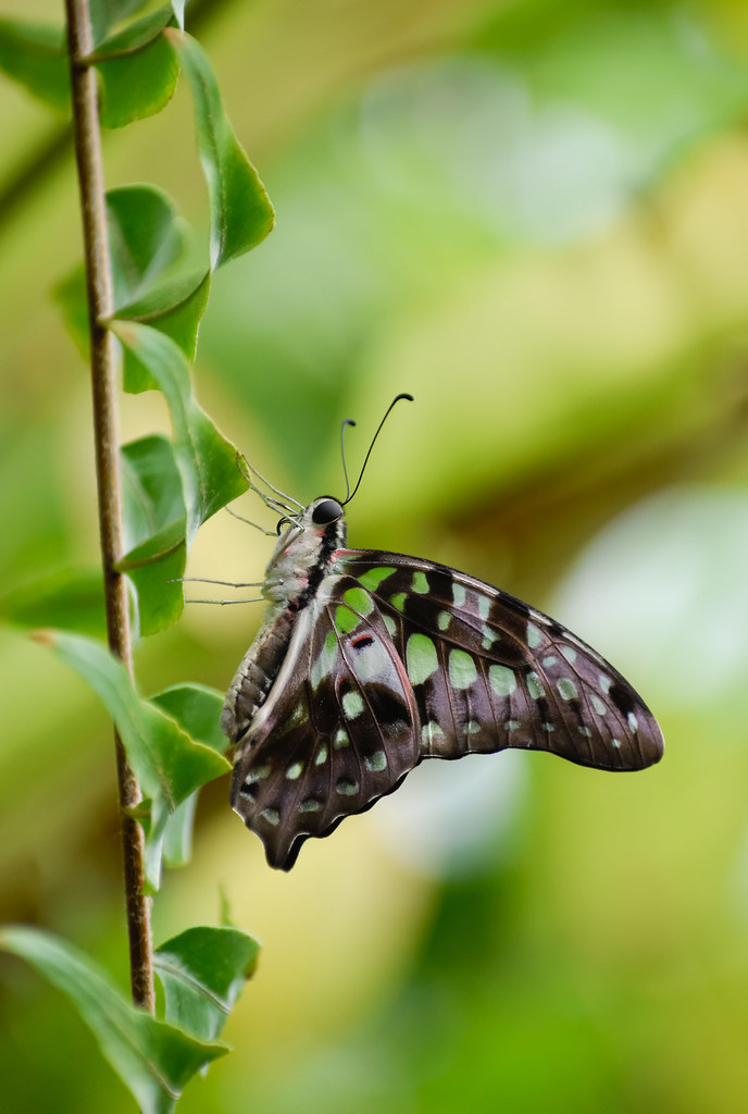 Tailed jay (graphium agamemnon)