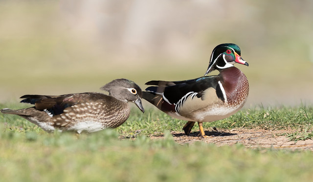 Mr. and Mrs. Wood Duck (X82_8908-1)