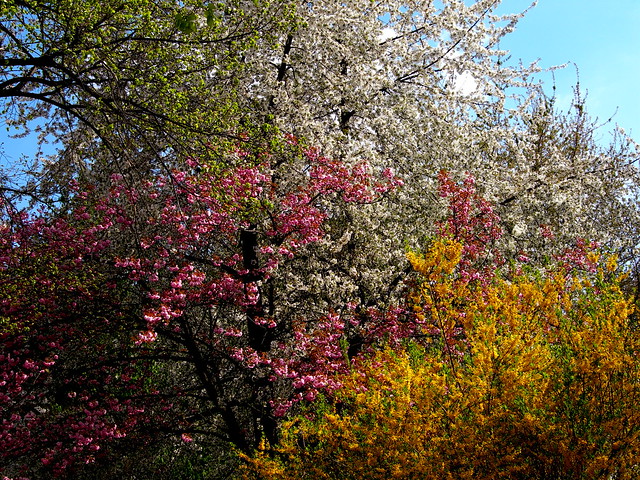 In Blossom, Monbijou Park, Berlin