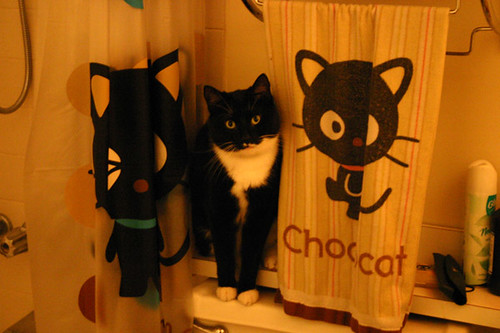kitty sandwich | by e e h