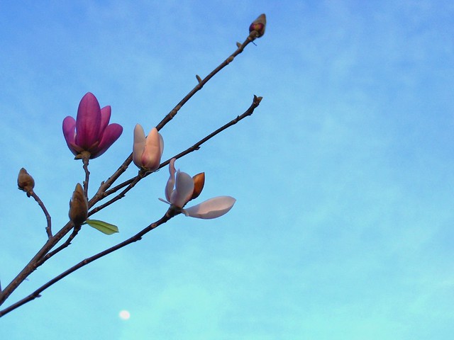 Magnolia & moon