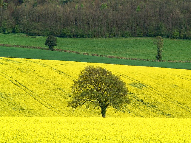 Rapeseed in the Chilterns