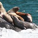 Flickr photo 'more sea lions' by: TurasPhoto.