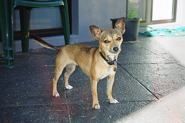 Lacey