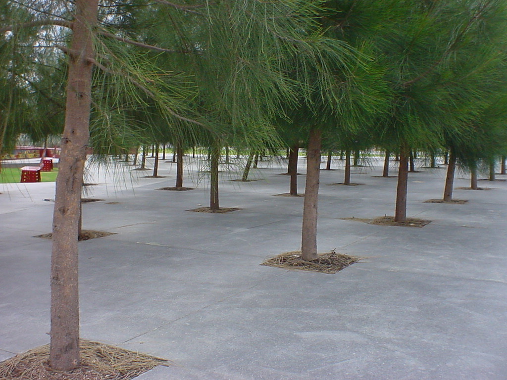 Trees In Concrete
