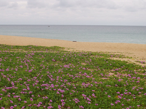 The Beach with Flowers, PengHu-2 | by cllover
