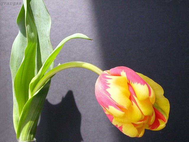 The elegant Tulip