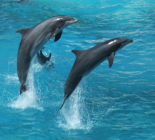 Dolphin swimming at Panama City park in Florida
