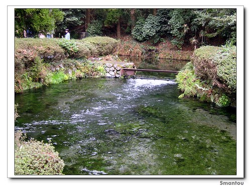 熊本-白川水源 Shirakawa River Source