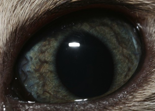 macro eye cat tabby mpe65mmf2815x