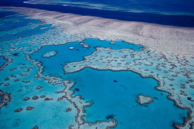 The Great Barrier Reef, the 'heart shaped' coral, Australia