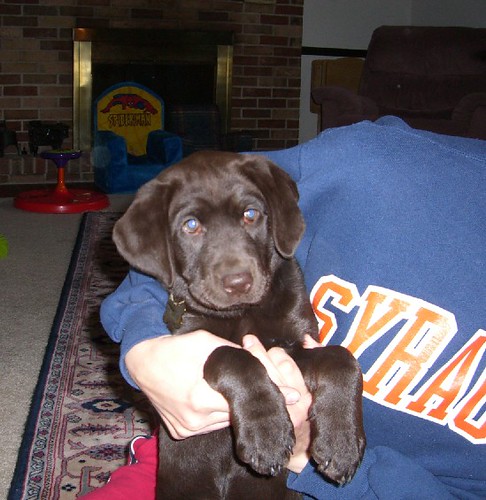 Lab puppy - 8 weeks | by crysarlea