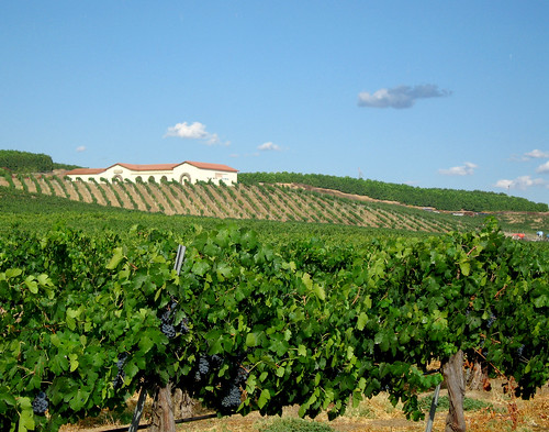 california vineyards grapes winecountry