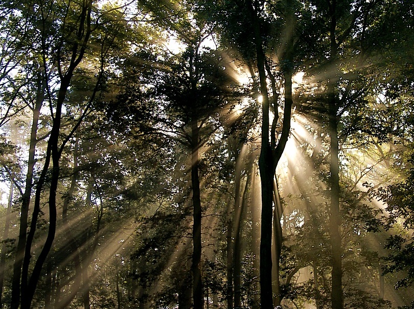 Sunbeams in the Forest for Imapix  (R.I.P.) by algo
