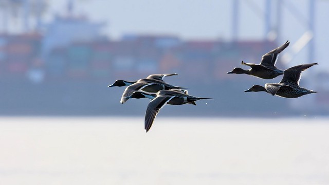 Northern Pintail flying low across the shoreline