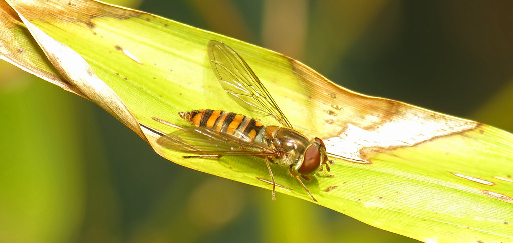 Marmalade Hoverfly (Episyrphus balteatus) female