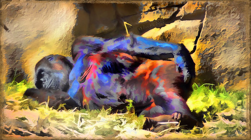 sydney tarongazoo gorilla affe ape animal animals australia australien tier tiere outdoor bunt farbig farbenfroh topaz topazsimplify textures texturen texture textur wild awardtree
