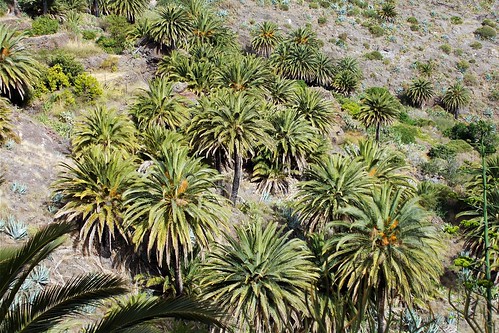 palms trees masca tenerife canaryislands spain green nature plants 7dwf many