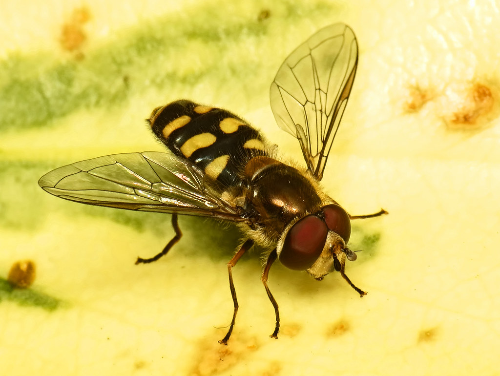 Hoverfly (Eupeodes sp) male