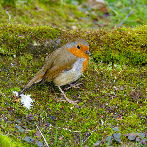 Robin on a mossy stone
