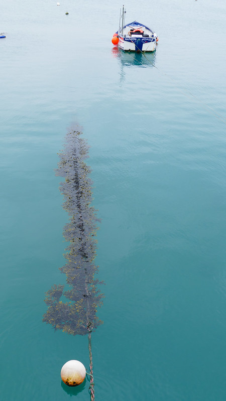 Seaweed on a mooring line