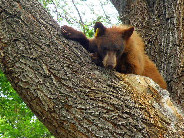 The Black Bear, just chilling in a tree