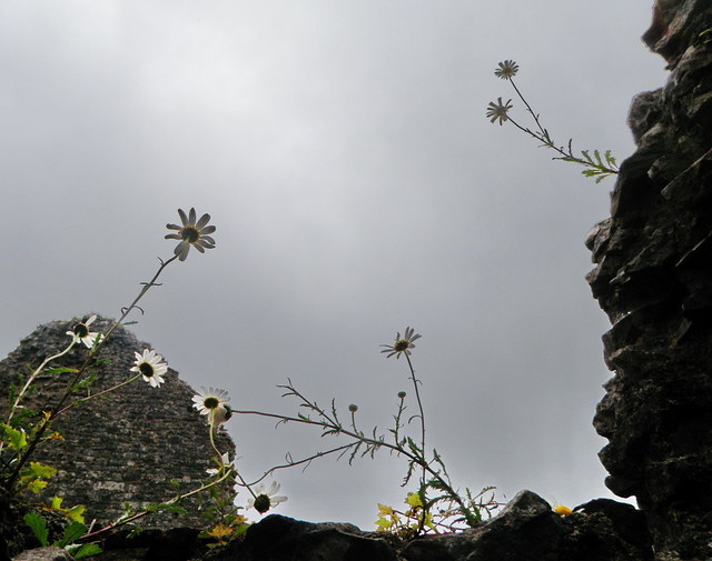 Flowers, Carreg Cennen Castle, Wales