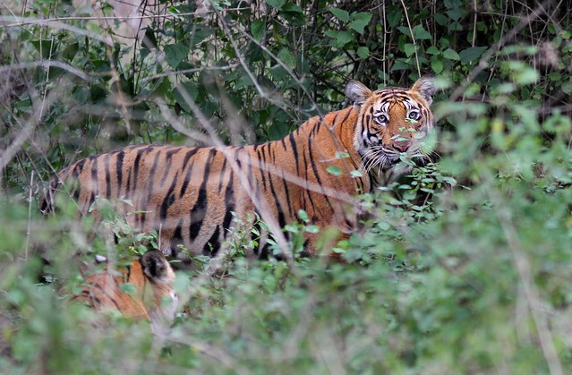 Tiger - Habitat shot 1