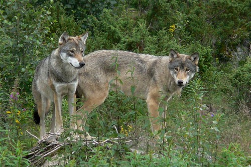 wolves 05 | by hellhound50
