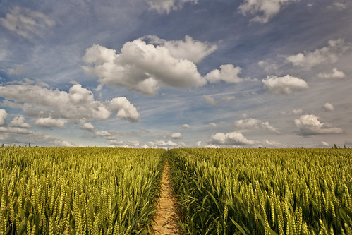 summer sky field clouds germany corn sommer wheat feld mettmann weizen