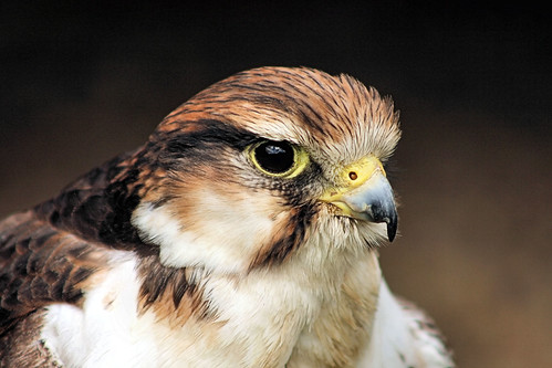 Lagger Falcon | Taken at Banham Zoo, 21/7/12 | Andrew Nixon | Flickr