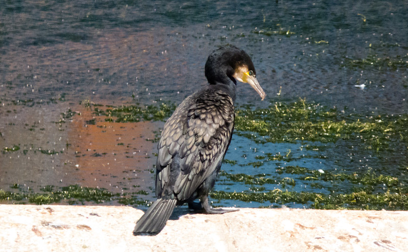 Cormorant, Exeter