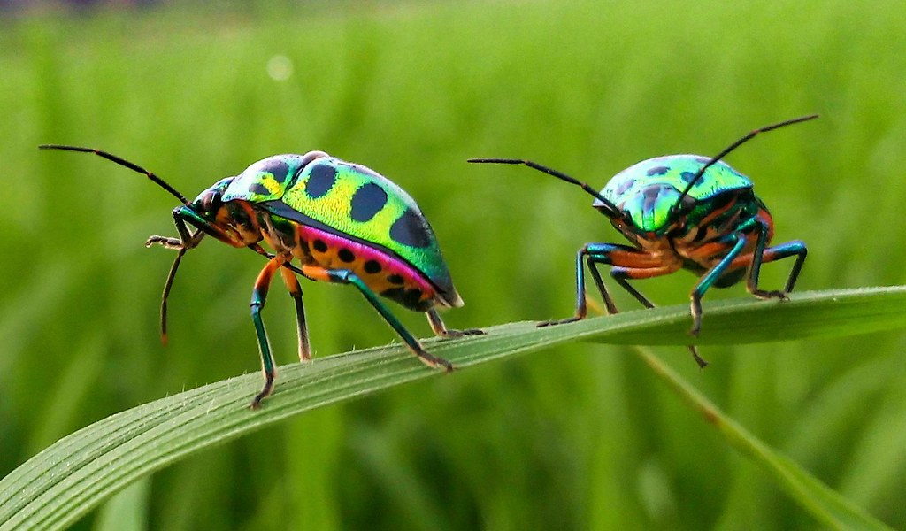 insect... | AH Mridha | Flickr