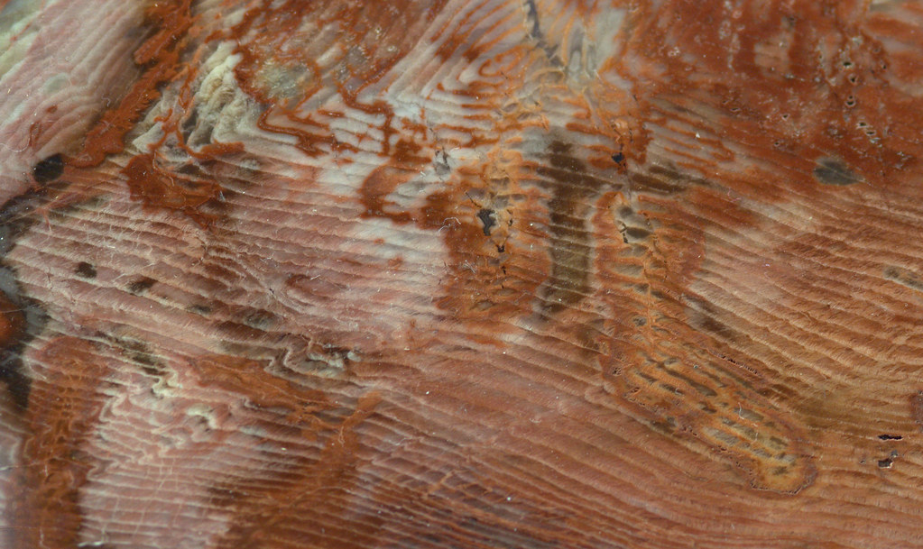 Petrified Wood slab
