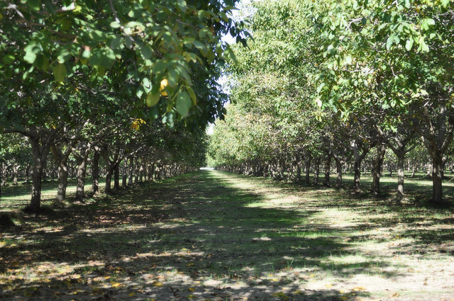 Almond Orchard to Table