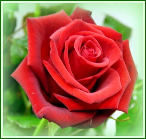 ROTE ROSE - Lieblingsblume meiner Mutter (Светлой памяти моей мамы) | by swetlanahasenjäger