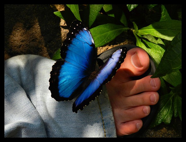 Blue Morpho Butterfly