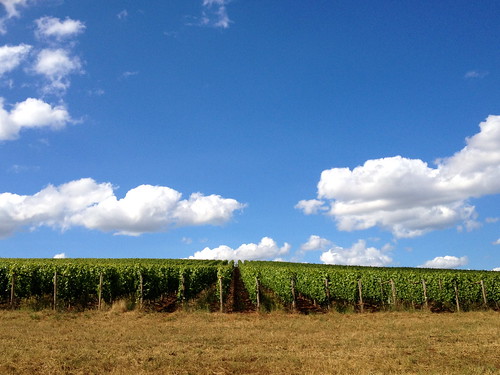 summer sky grass lines clouds oregon vines dundee horizon july winery slanted day209 grapevines erath 366