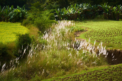 myanmar burma asia landscape field fields grass