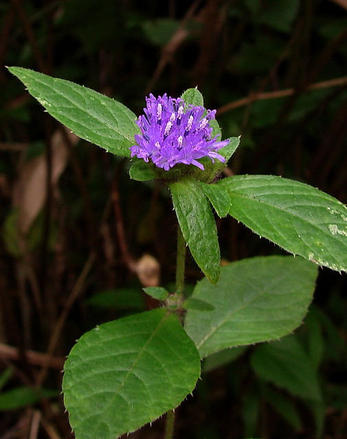 Southern India flora