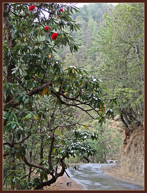 Chail Rhododendron forest